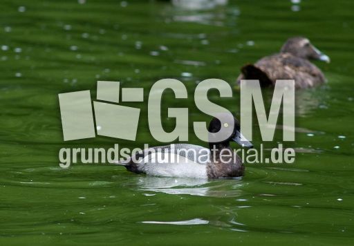 Bergente (1 von 12).jpg